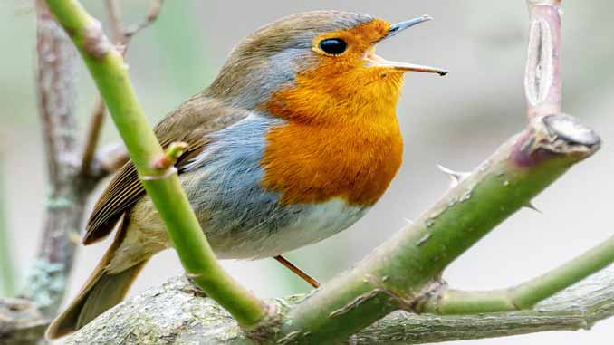Bluish Grey Bird With An Orange Chest