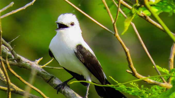 Black And White Bird In A Tree