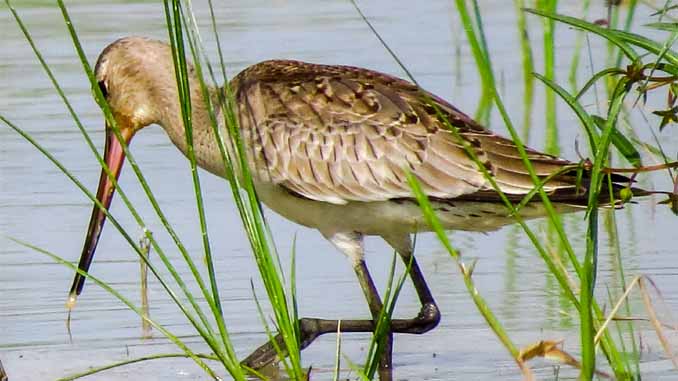 Crane In Water Looking For Food
