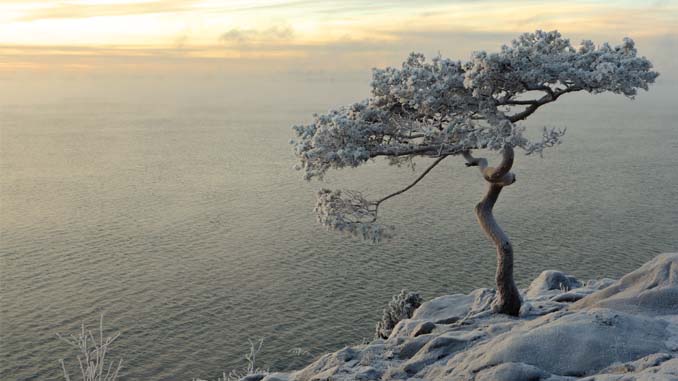 A Lone Tree On A Cliff